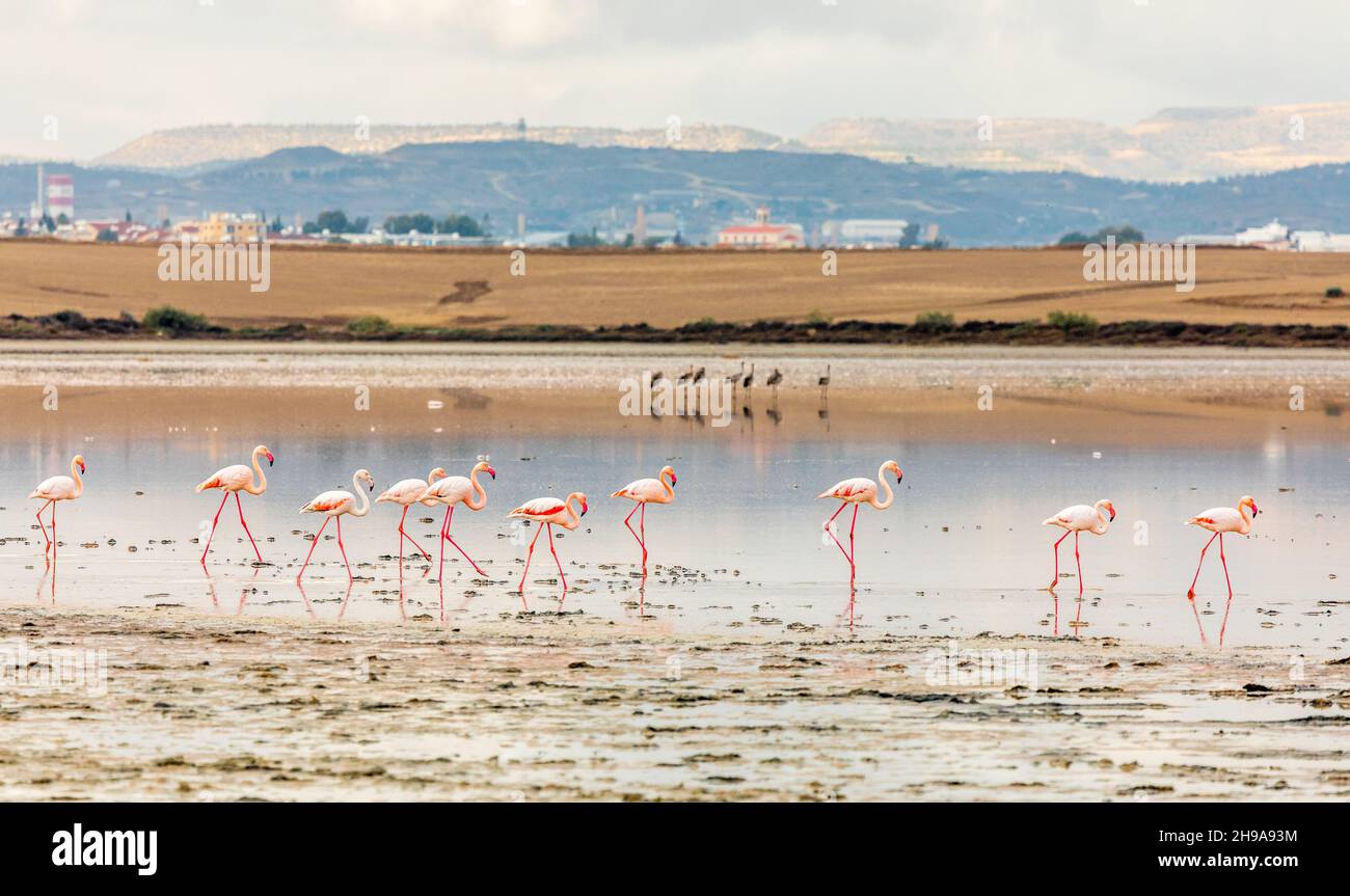 Fenicotteri rosa camminando lungo la costa, Larnaca sale lago, Cipro Foto Stock