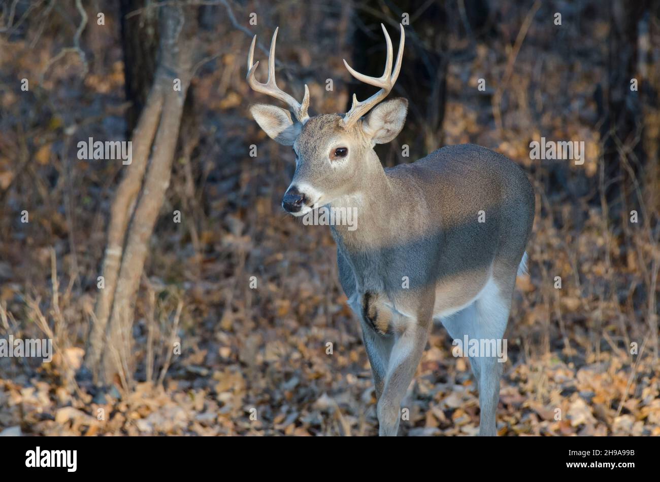 Cervo dalla coda bianca, Odocoileus virginianus, buck che emerge dai boschi Foto Stock