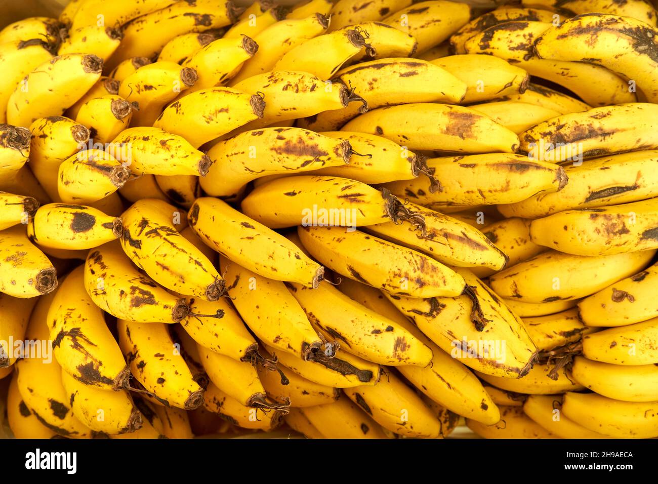 Una banana è un frutto allungato e commestibile – botanicamente una bacca prodotta da diversi tipi di grandi piante erbacee da fiore nel genere Musa Foto Stock