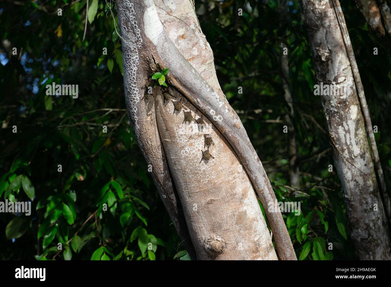 Proboscis Bat (Rhynchonycteris naso) che dorme in una linea sul tronco di un albero durante il giorno sulla riva del fiume Cristalino nella formina Amazzonica Foto Stock