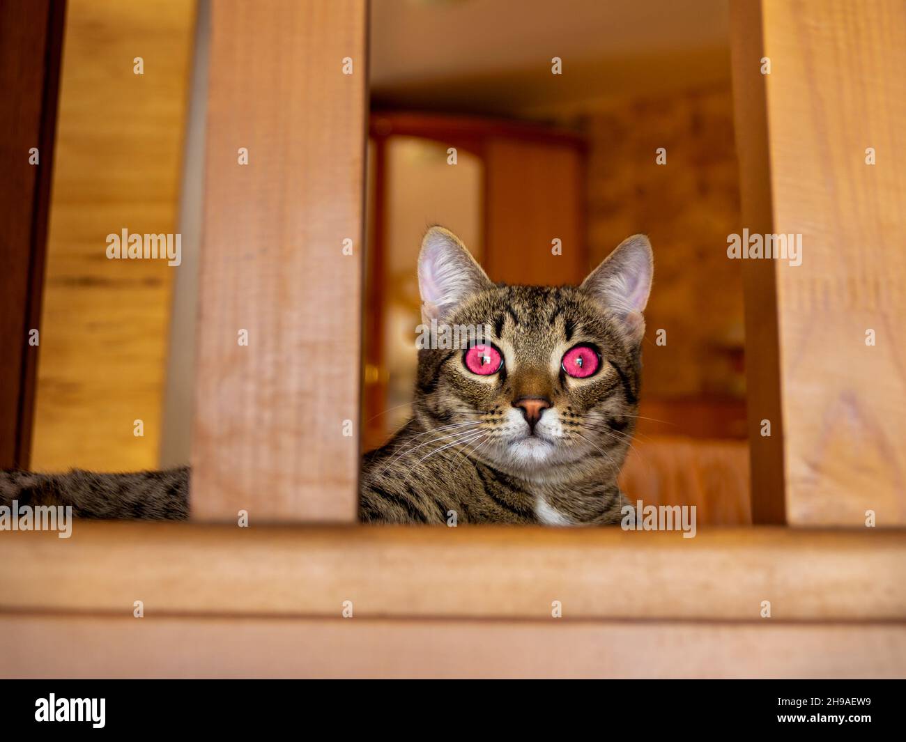 domestico gatto tabby con gli occhi rosa brillanti straordinari giace sull'atterraggio e guarda fuori la finestra, fuoco selettivo Foto Stock
