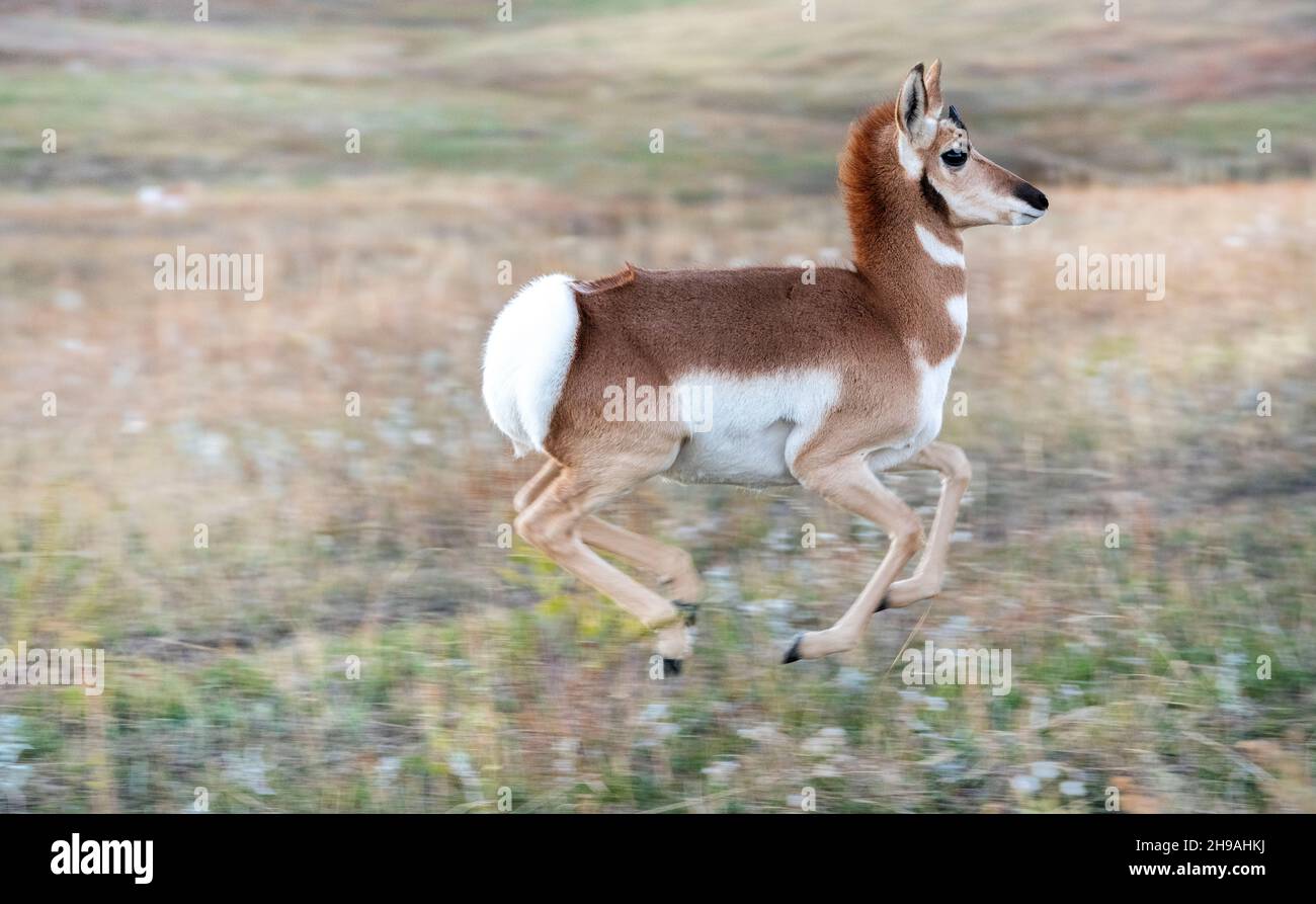 Prunghorn Antelope (Antipocapra americana), Custer state Park, South Dakota, fine ottobre, USA, Di Dominique Braud/Dembinsky Photo Assoc Foto Stock