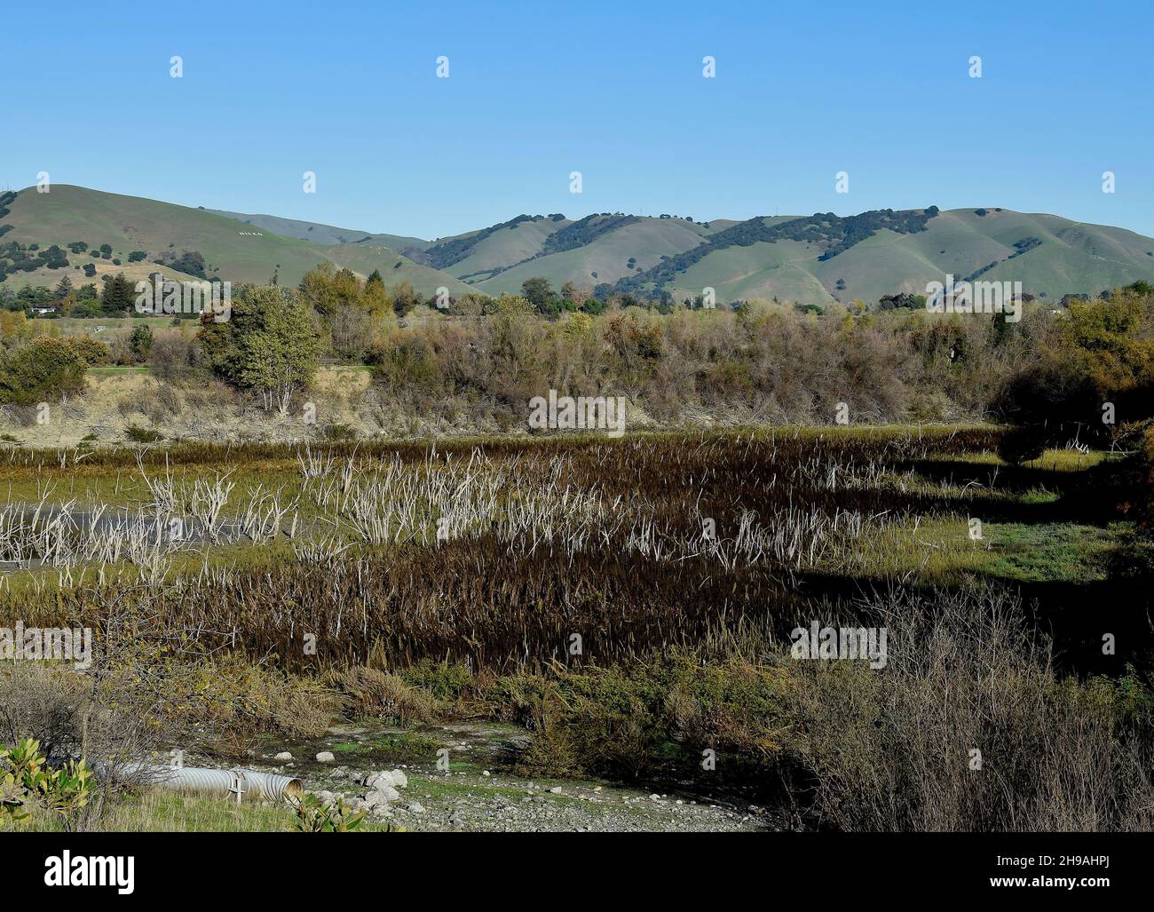 Alberi morti esposti dalla siccità in un lago nel parco regionale di Quarry Lake, Fremont, California, Foto Stock