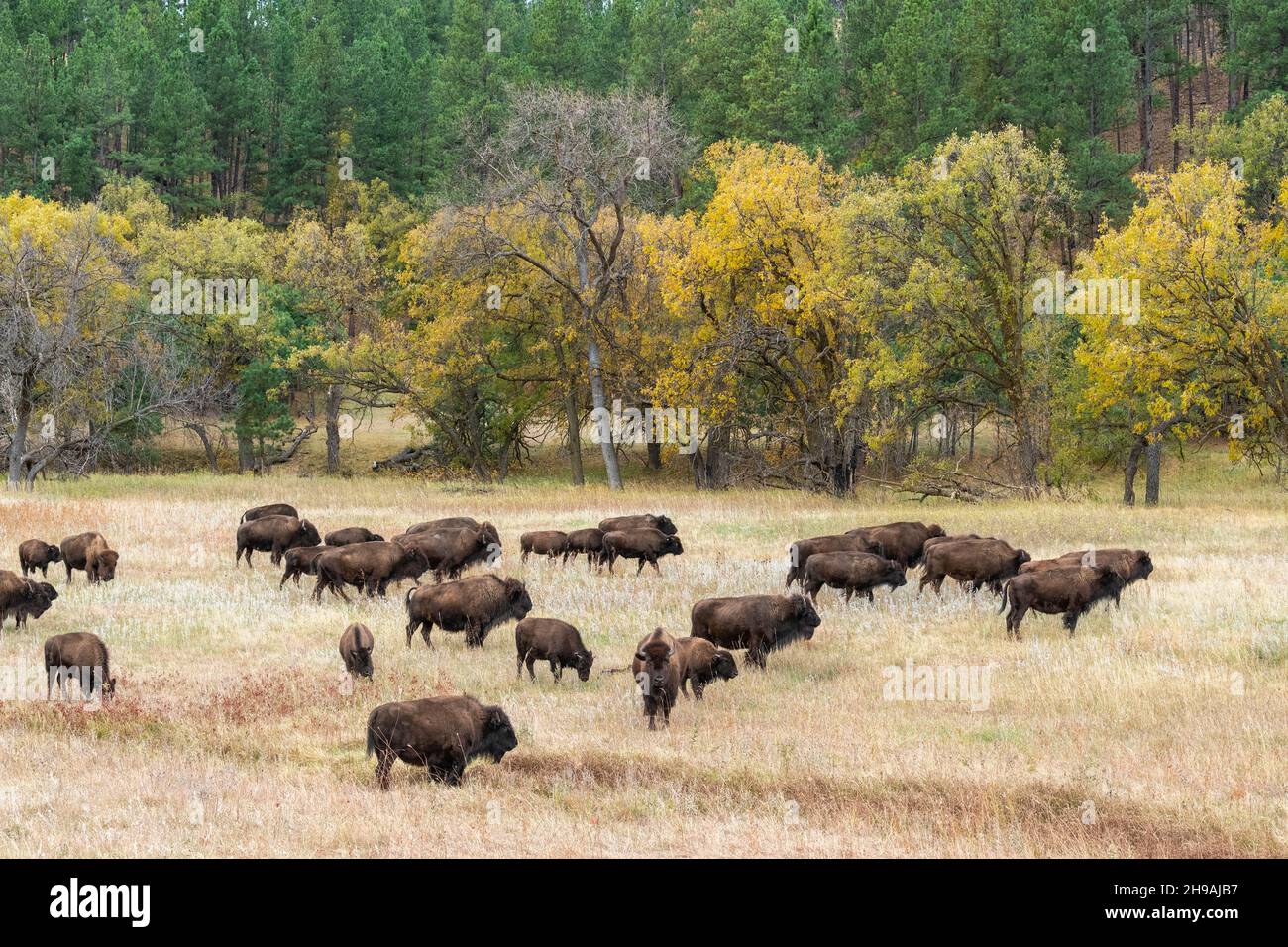 Bison (Bison bison) allevamento di erbe, Custer SP, South Dakota, fine autunno, USA, Di Dominique Braud/Dembinsky Photo Assoc Foto Stock Bison (Bison bison) allevamento di erbe, Custer SP, South Dakota, fine autunno, USA, Di Dominique Braud/Dembinsky Photo Assoc Foto Stock