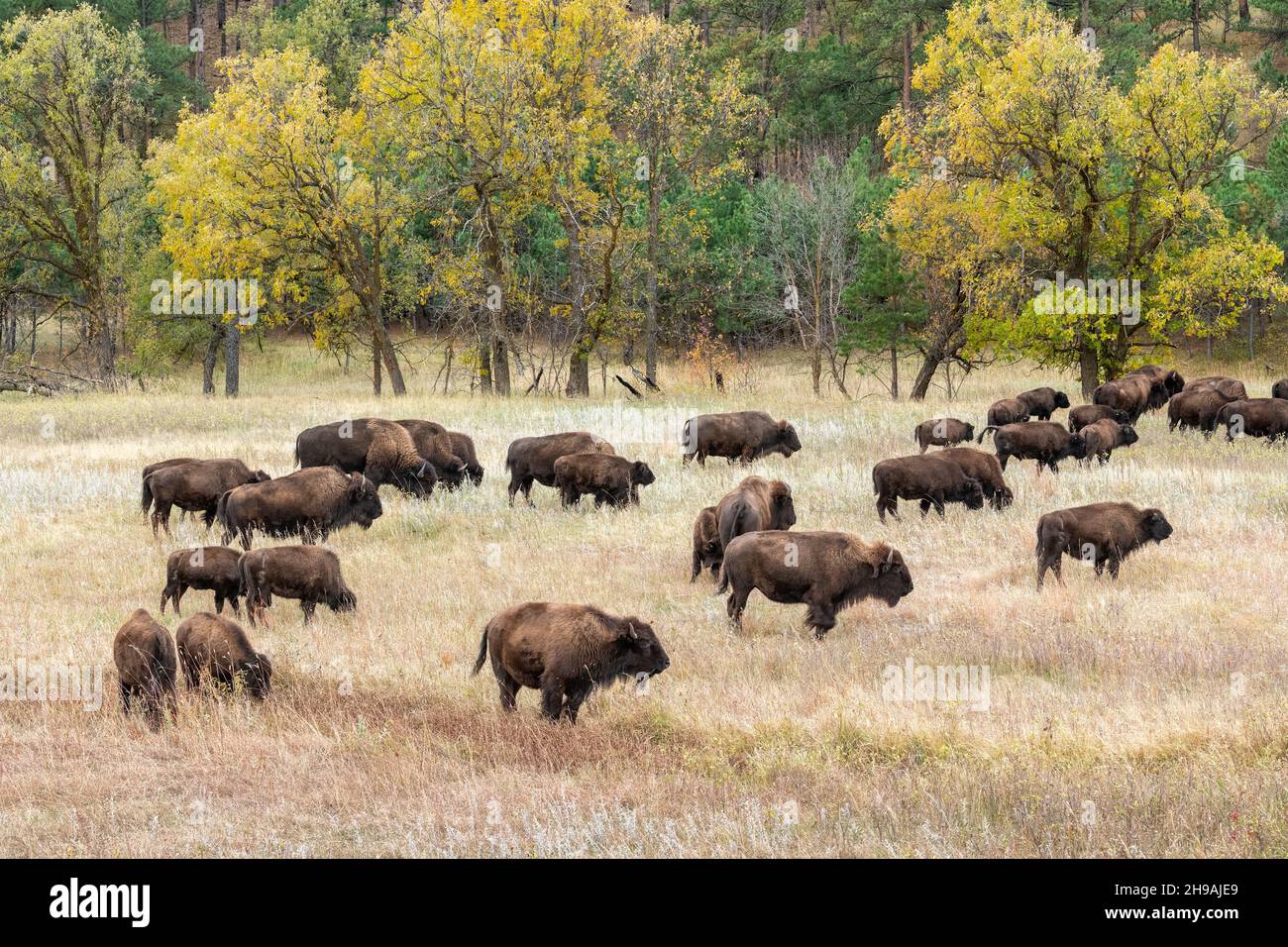 Bison (Bison bison) allevamento di erbe, Custer SP, South Dakota, fine autunno, USA, Di Dominique Braud/Dembinsky Photo Assoc Foto Stock Bison (Bison bison) allevamento di erbe, Custer SP, South Dakota, fine autunno, USA, Di Dominique Braud/Dembinsky Photo Assoc Foto Stock