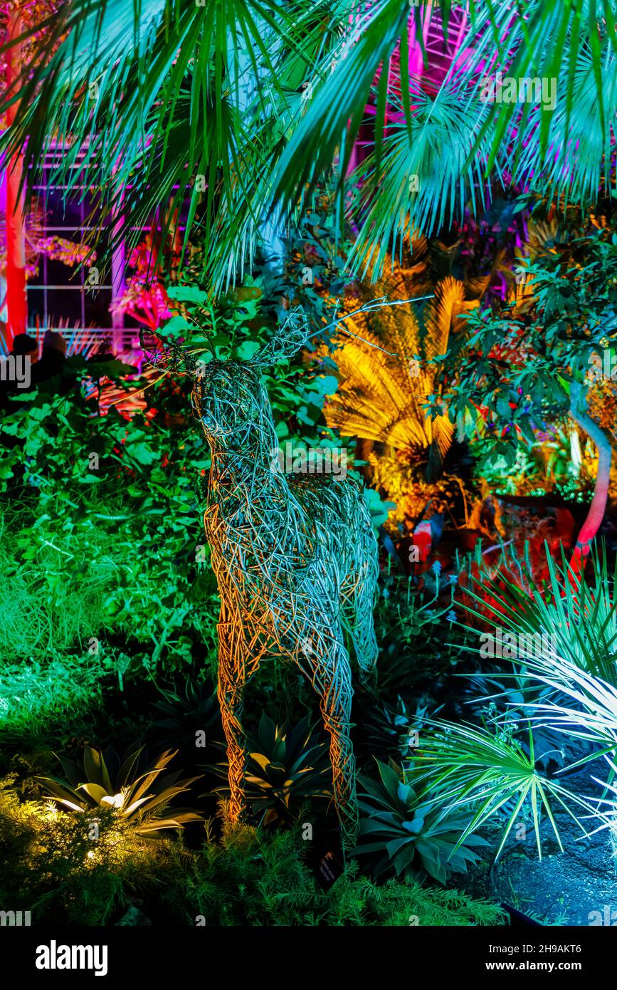 Display colorato con renna in vimini nella Glasshouse al Glow 2021, l'evento annuale di luci natalizie al RHS Garden Wisley, Woking, Surrey Foto Stock