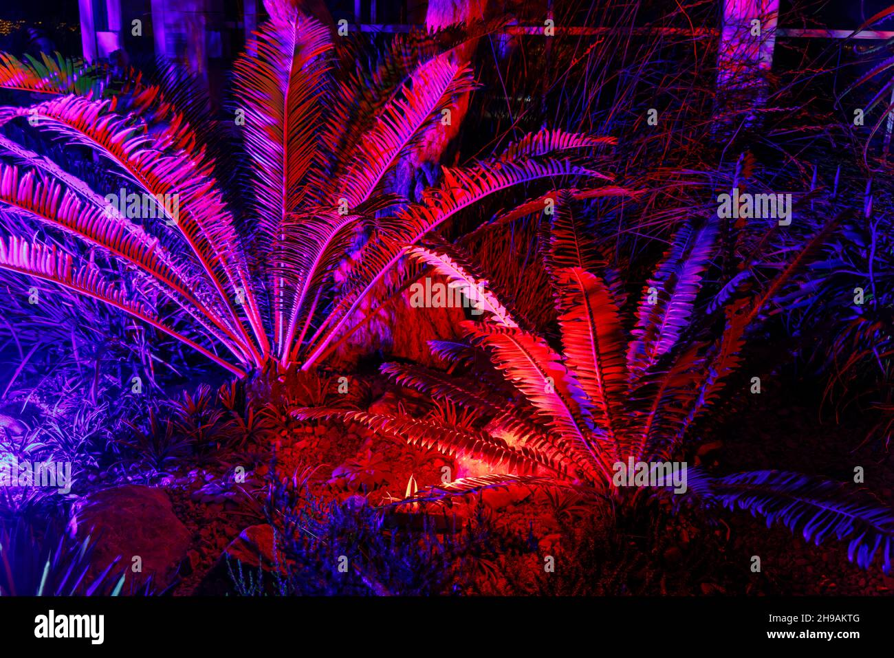 Mostra colorata di felci esotici nella Glasshouse al Glow 2021, l'evento annuale di illuminazione natalizia al RHS Garden, Wisley, Woking, Surrey Foto Stock