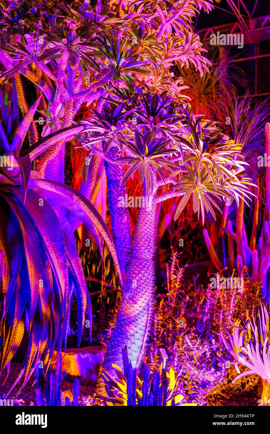 Mostra colorata di piante esotiche nella Glasshouse al Glow 2021, l'evento annuale di illuminazione natalizia al RHS Garden, Wisley, Woking, Surrey Foto Stock