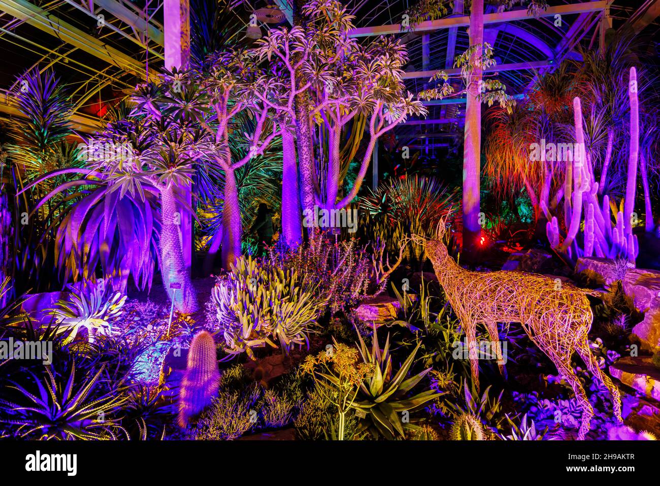 Display colorato all'interno della Glasshouse al Glow 2021, l'evento annuale di illuminazione natalizia al RHS Garden, Wisley, Woking, Surrey Foto Stock