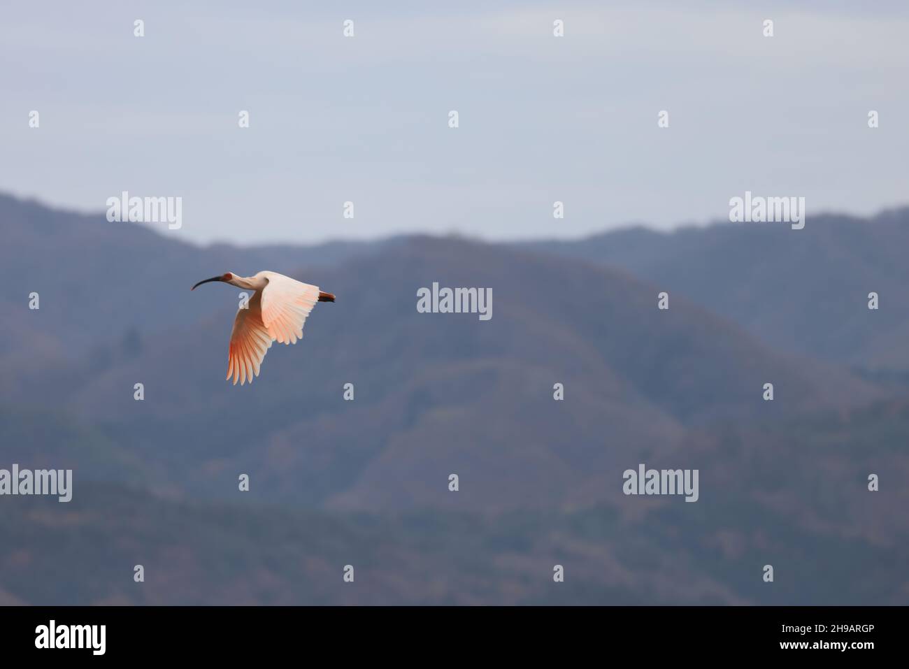 Ibis giapponese crested (Nipponia nippon) sull'isola di Sado, Giappone Foto Stock