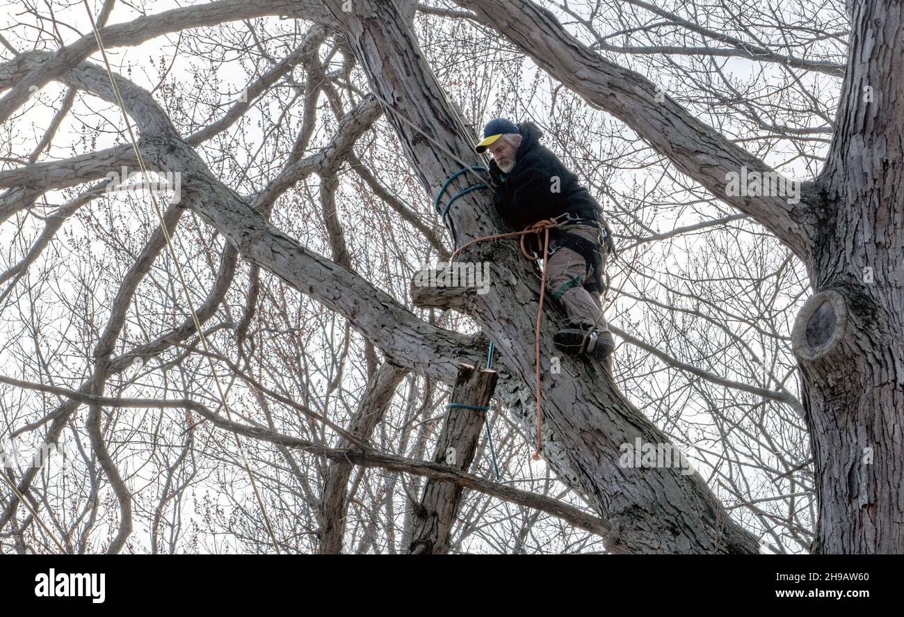 Un arrampicatore di albero taglia con cura e corda giù un ramo grande dell'albero in un albero enorme di quercia Foto Stock