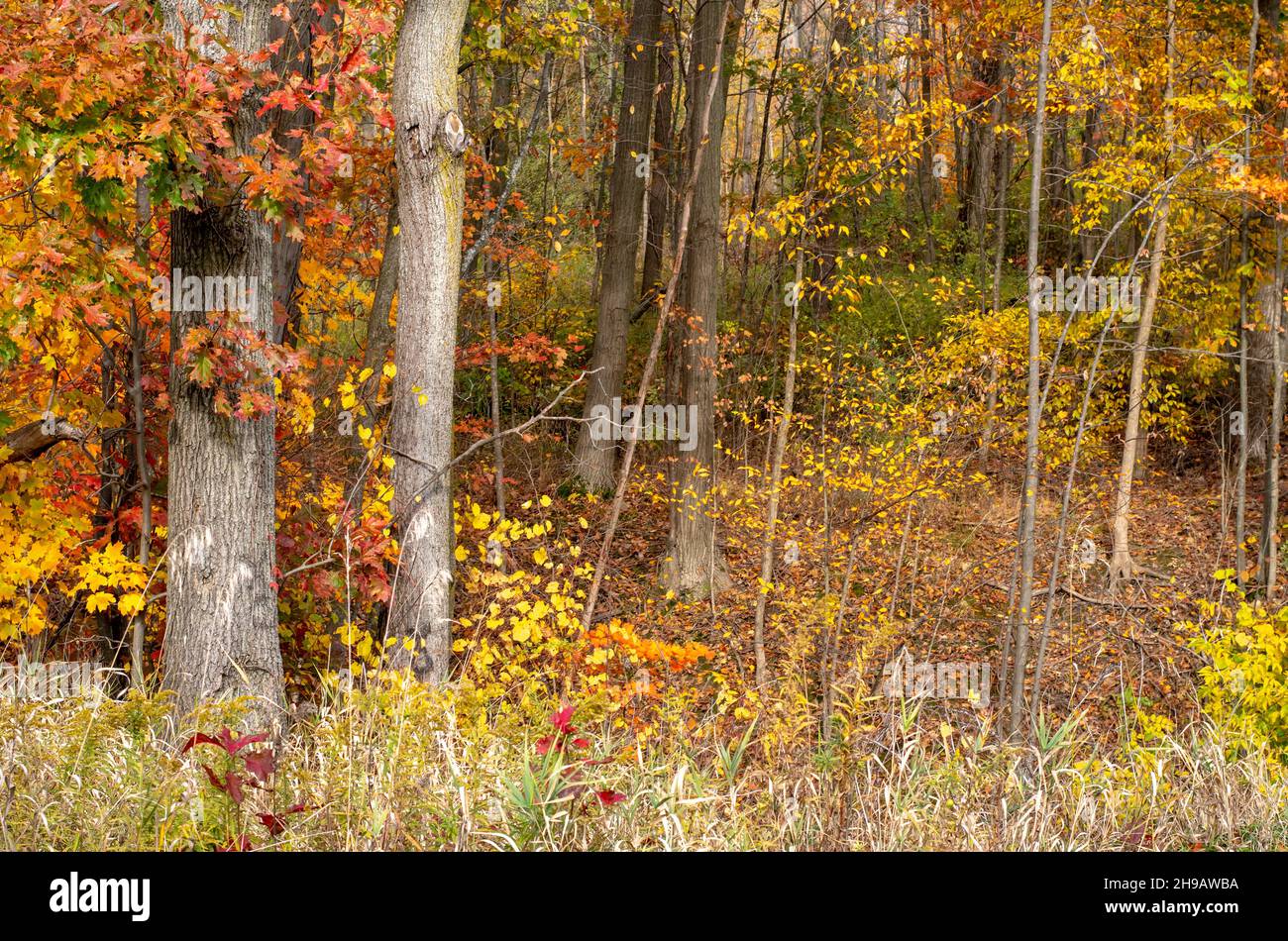 La splendida foresta autunnale del Michigan USA sembra brillare dalla ruggine e dall'oro negli alberi autunnali Foto Stock