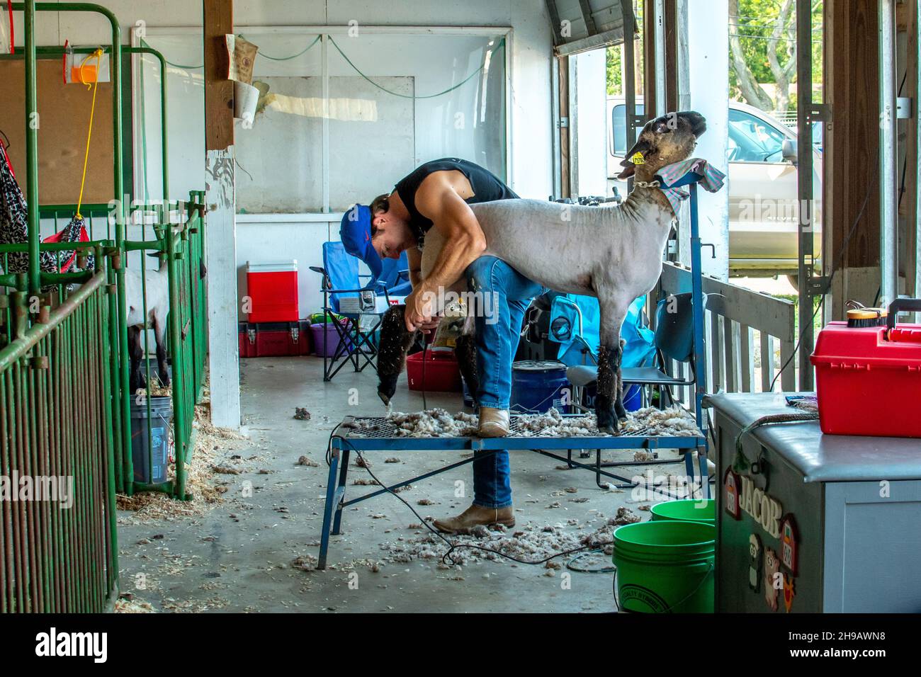 South Bend Indiana USA 4 luglio 2021; Un uomo pecora alla fiera 4-H, ma l'animale non sembra essere troppo felice del processo Foto Stock