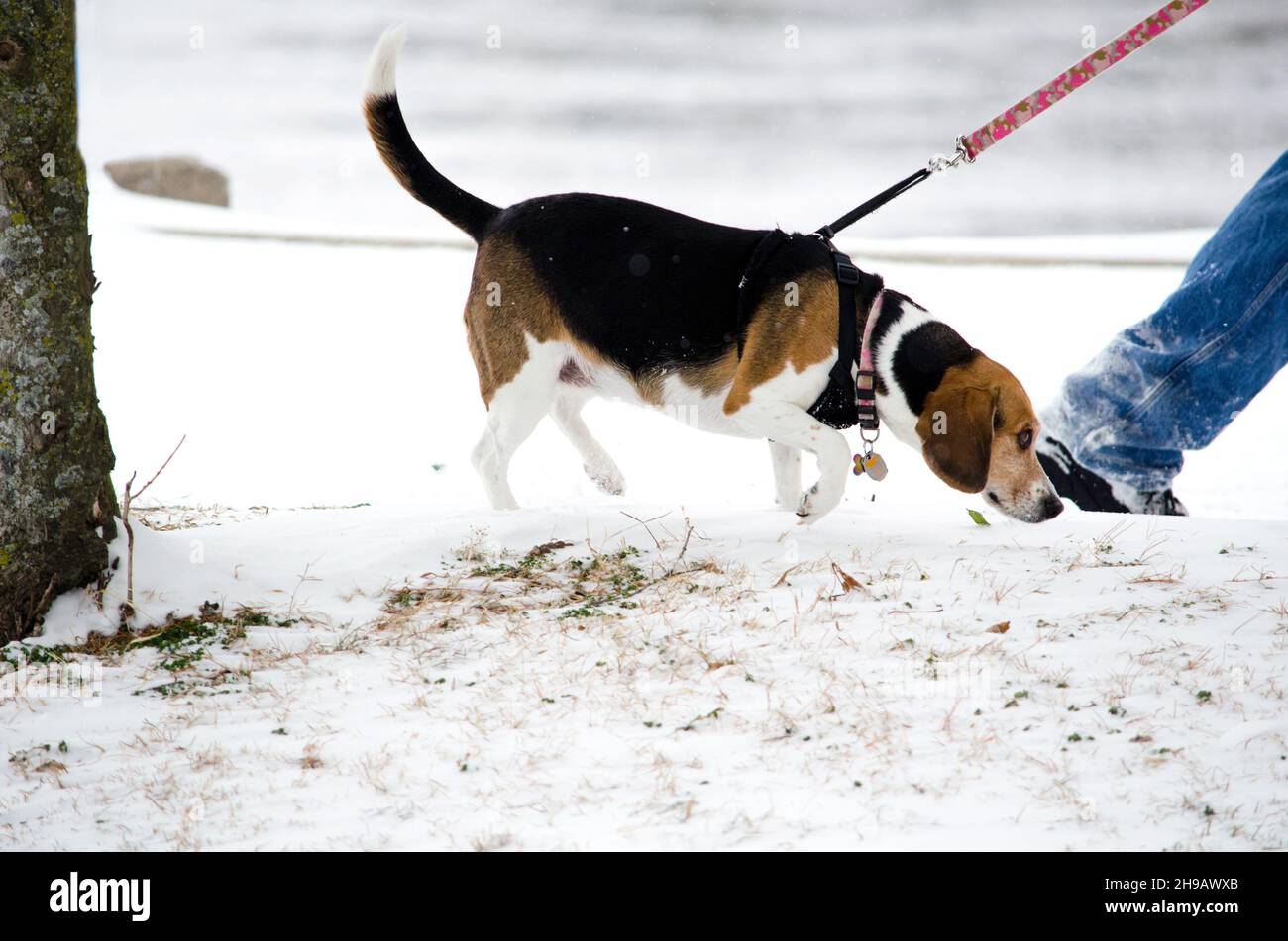 Un proprietario di cane cammina la sua baragla riluttante in un freddo giorno di inverni Foto Stock