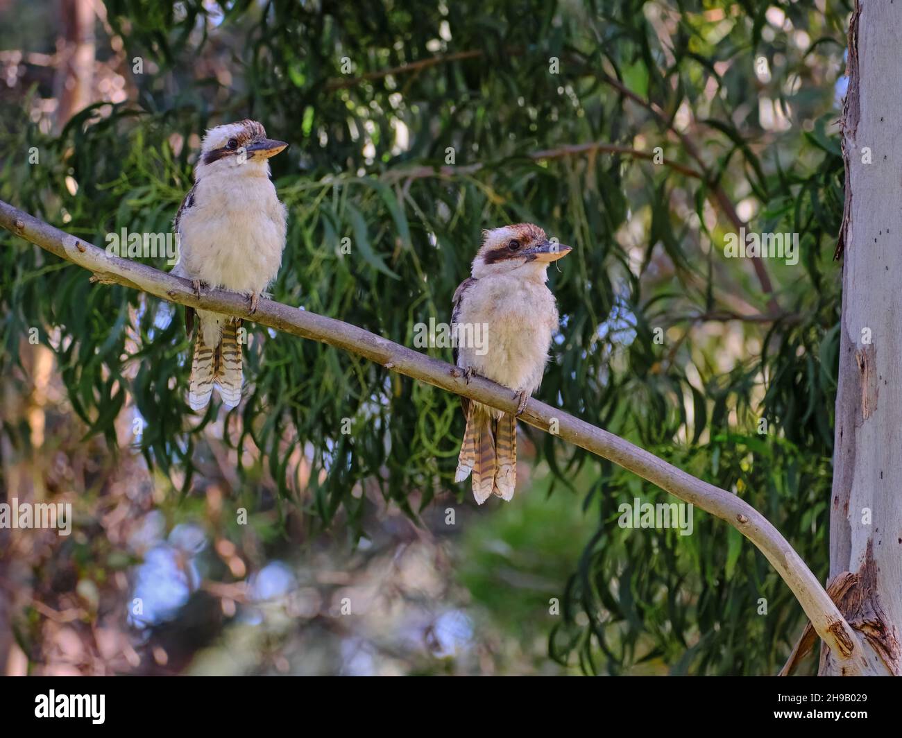 Due Kookaburras sul Lookout Foto Stock