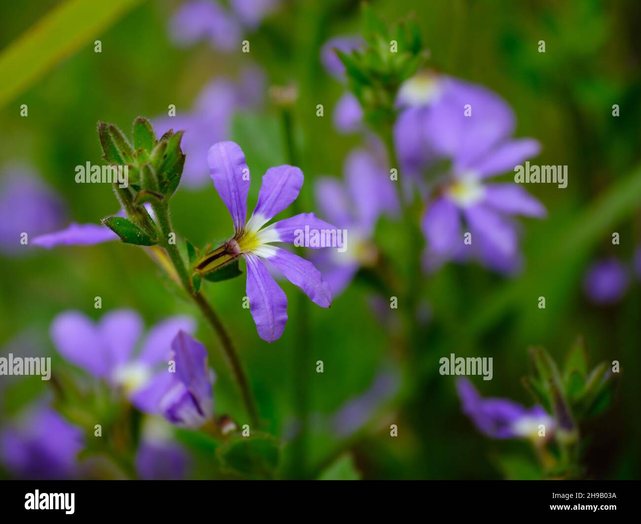 Fata Fan Flower Foto Stock