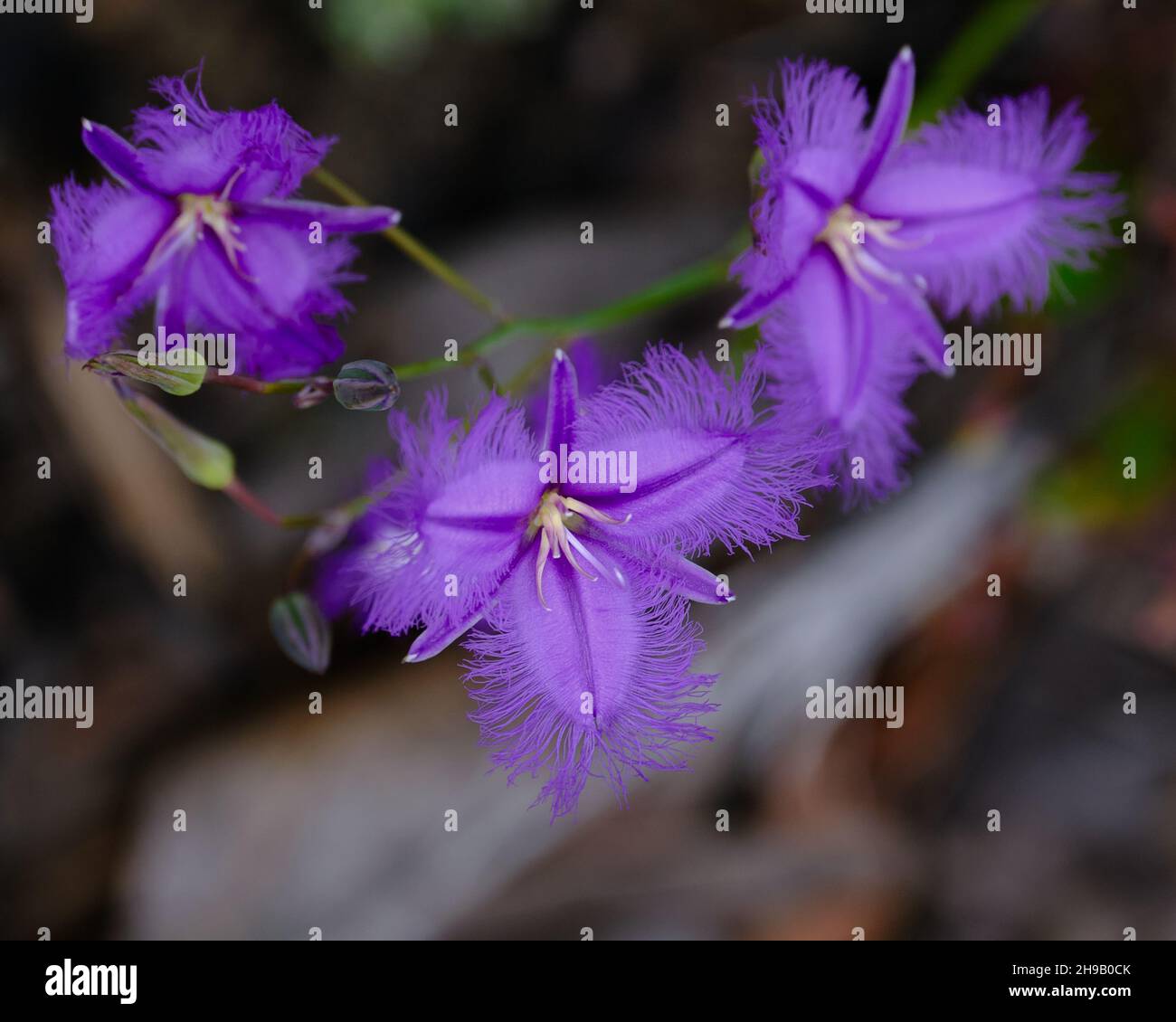 Frangia Lillies Foto Stock