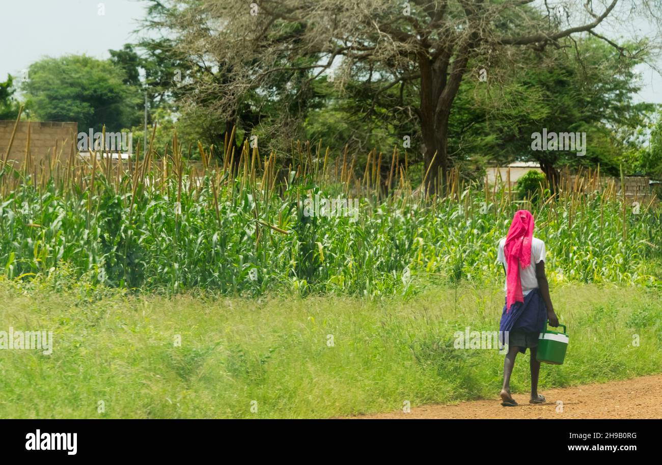 Donna che cammina da campo di mais, Senegal occidentale Foto Stock