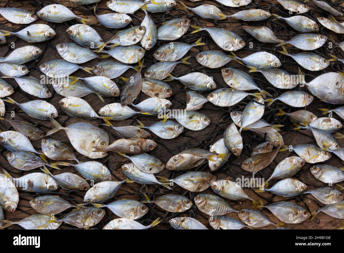 Pesce raccolto nel porto, Elmina, Regione Centrale, Ghana Foto Stock