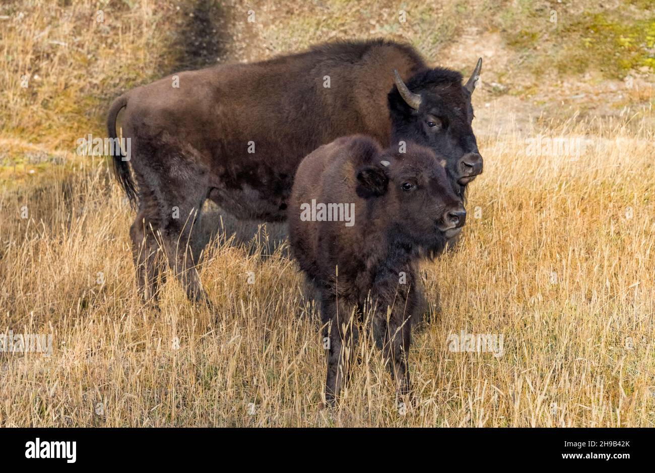 Bisonte, madre con vitello, parco nazionale di Yellowstone, Wyoming state, USA Foto Stock