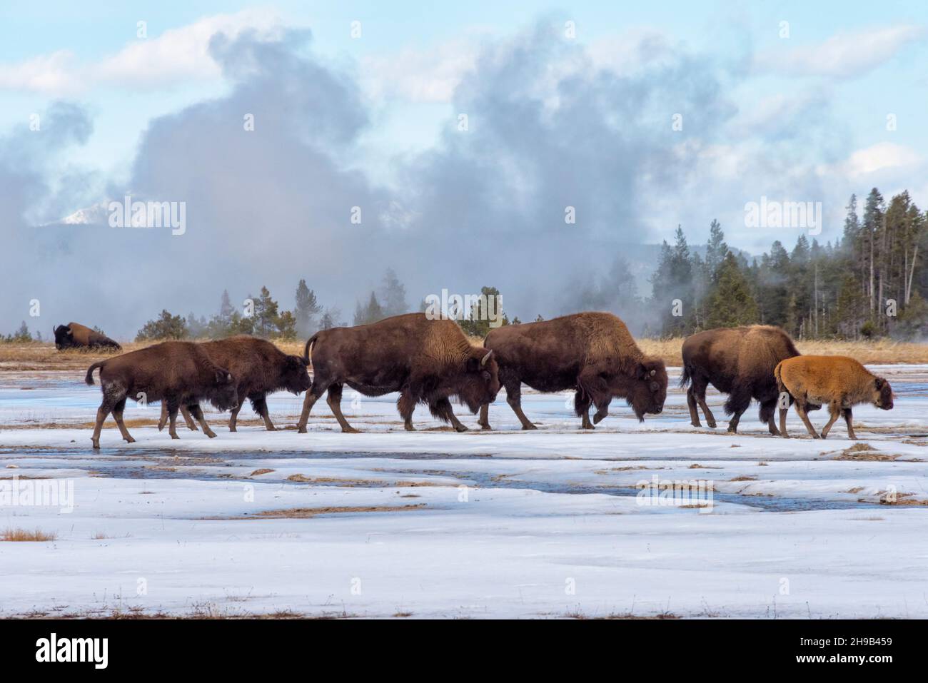 Bisoni sulla pianura coperta di neve, Yellowstone National Park, Wyoming state, USA Foto Stock