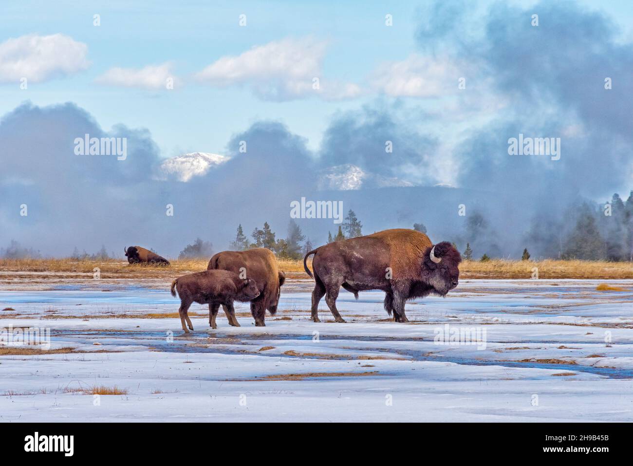 Bisoni sulla pianura coperta di neve, Yellowstone National Park, Wyoming state, USA Foto Stock