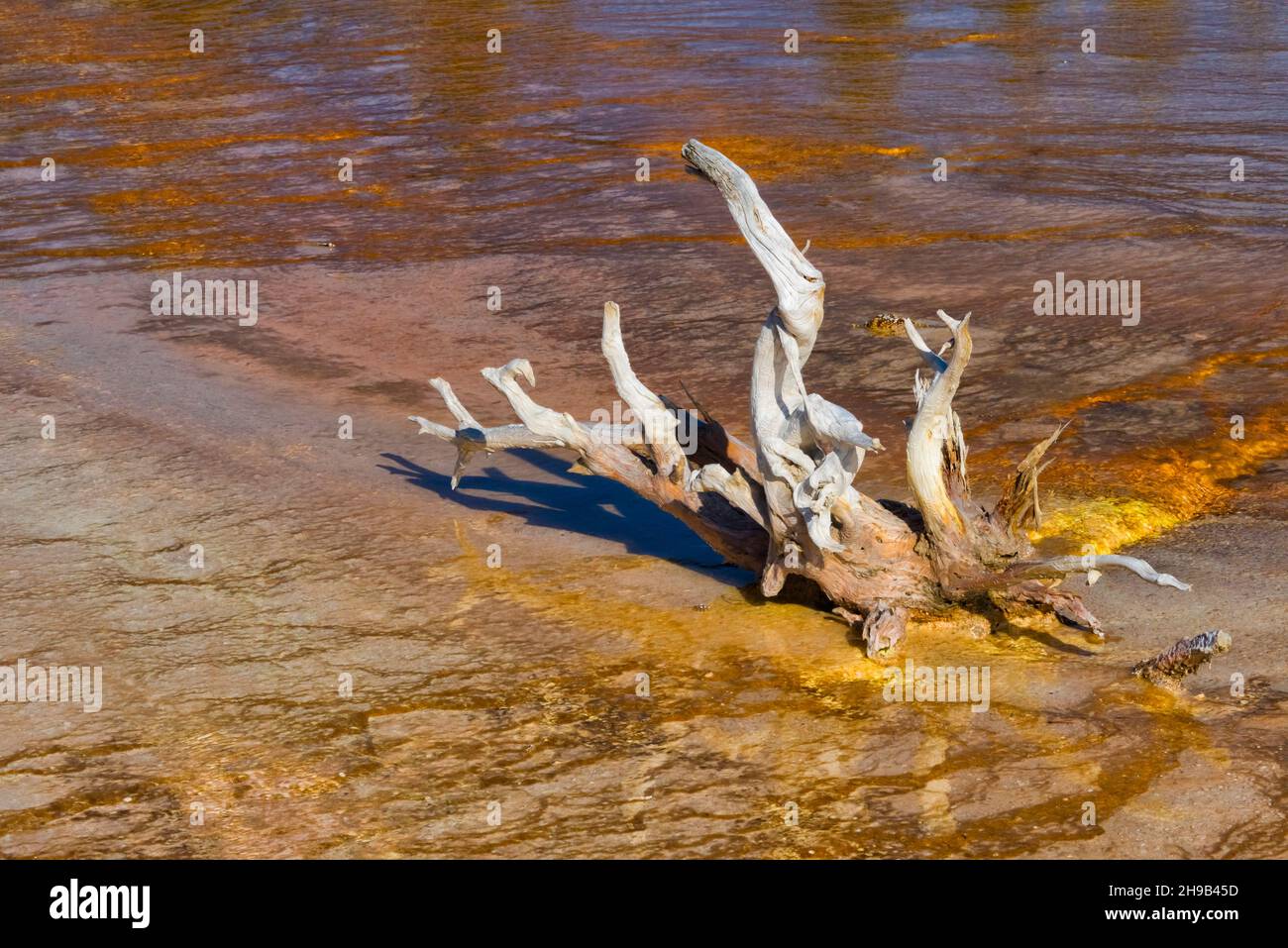 Legno morto in travertino piscina, Fontana Paint Pot, Yellowstone National Park, Wyoming state, USA Foto Stock