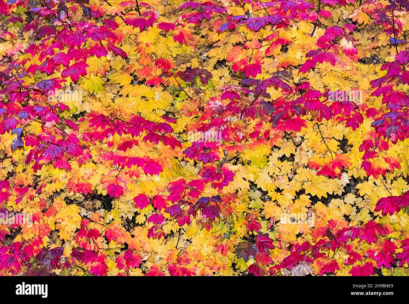 Fogliame autunnale, Leavenworth, Washington state, USA Foto Stock