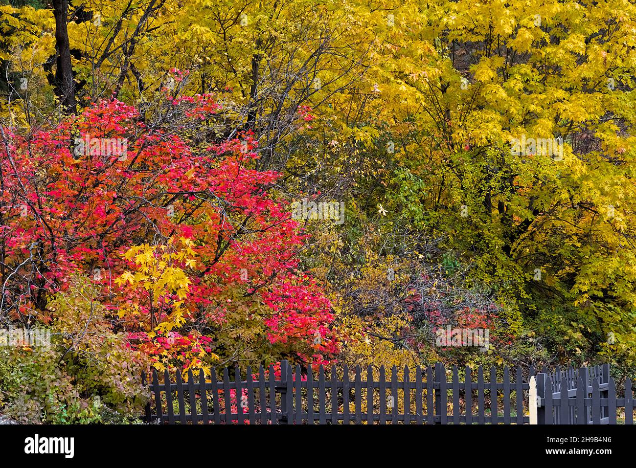 Vegetazione autunnale lungo il fiume Wenatchee, Leavenworth, Washington state, USA Foto Stock