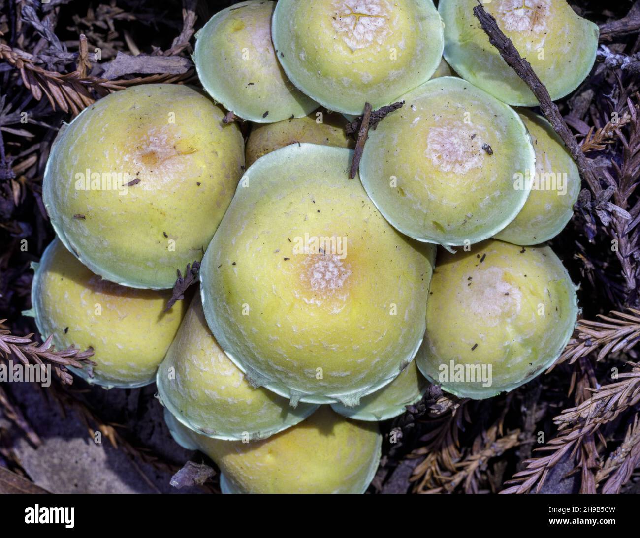 Ciuffi di zolfo nella riserva di Thornewood, San Mateo County, California, USA. Foto Stock