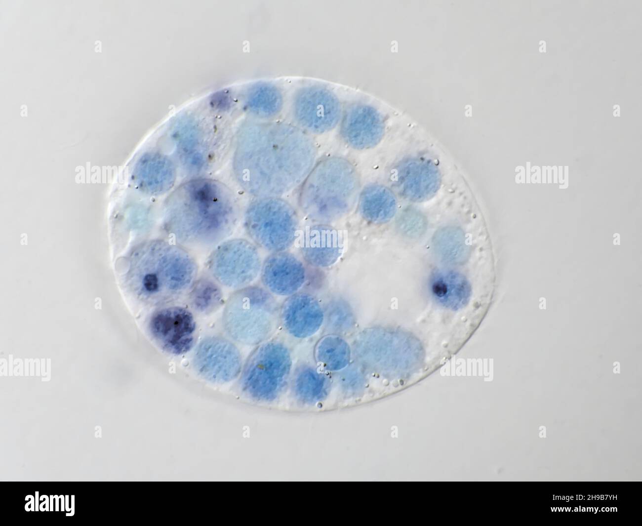 Un microbo protista da un campione d'acqua, con vacuoli per alimenti visibili colorati in blu, immagine in microscopia con campo visivo orizzontale di circa 121 micrometri Foto Stock