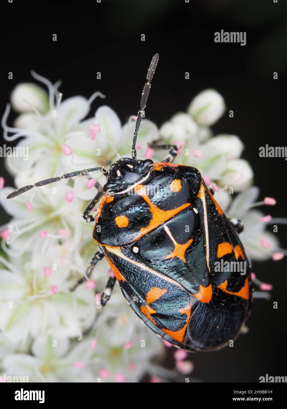 Murgantia histrionica (Harlequin Bug) nella California del Sud, USA Foto Stock