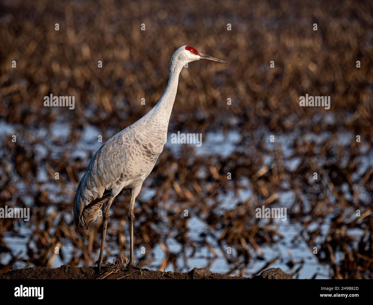 Sandhill Crane a Staten Preserve, California Foto Stock