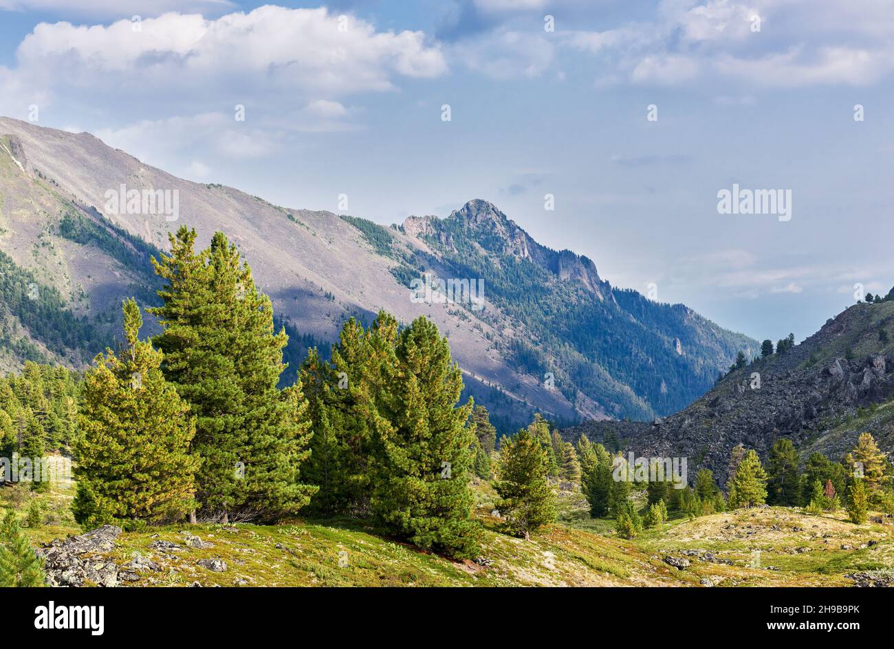 Cedri siberiani in una valle di montagna. Agosto. Sayan orientale. Buryatia. Russia Foto Stock