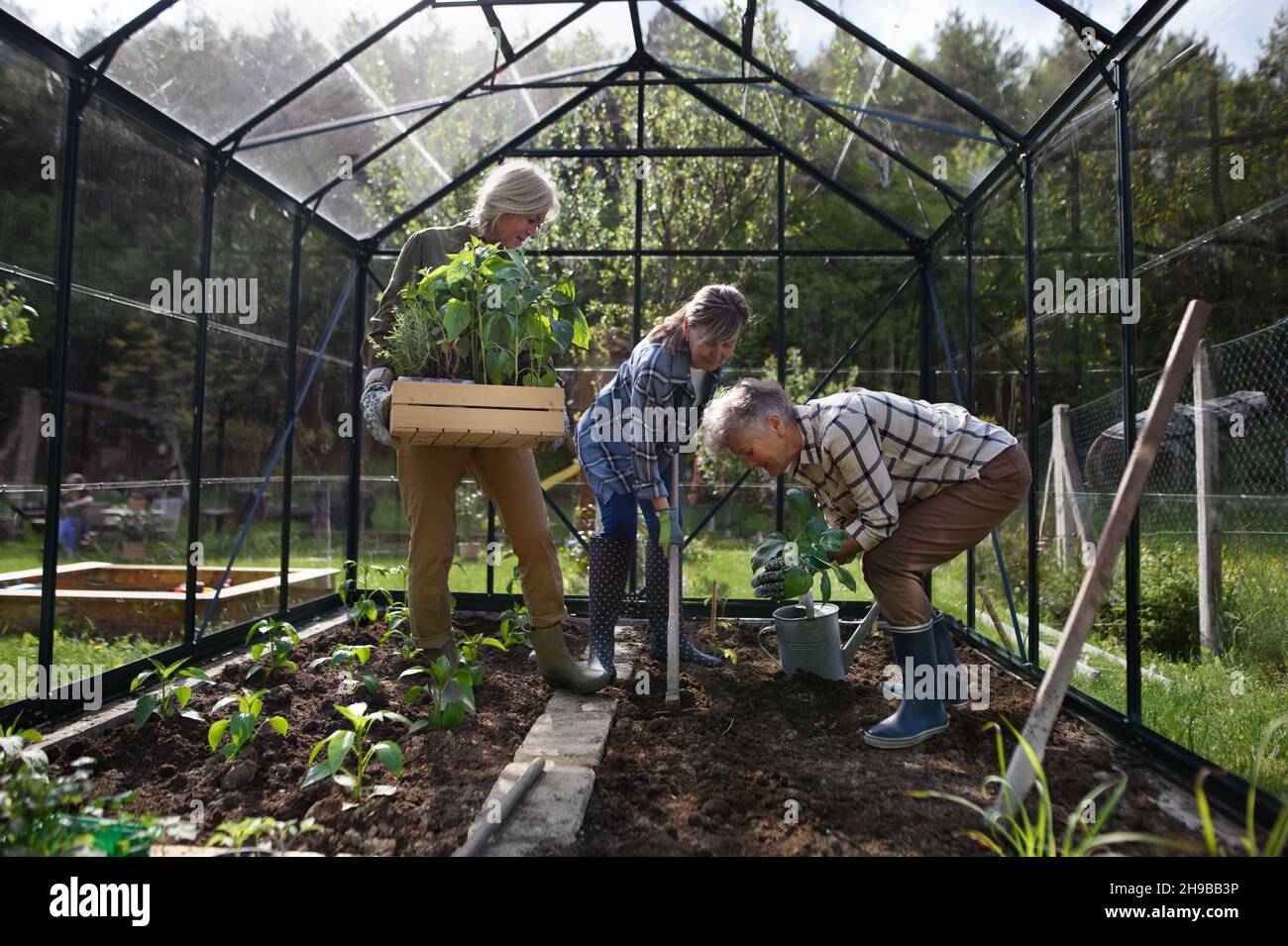 Senior donna amici piantando verdure in serra al giardino della comunità. Foto Stock