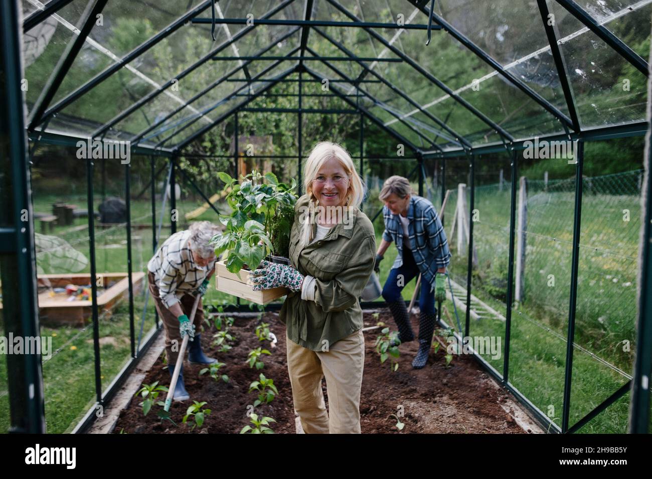 Senior donna amici piantando verdure in serra al giardino della comunità, guardando la macchina fotografica. Foto Stock