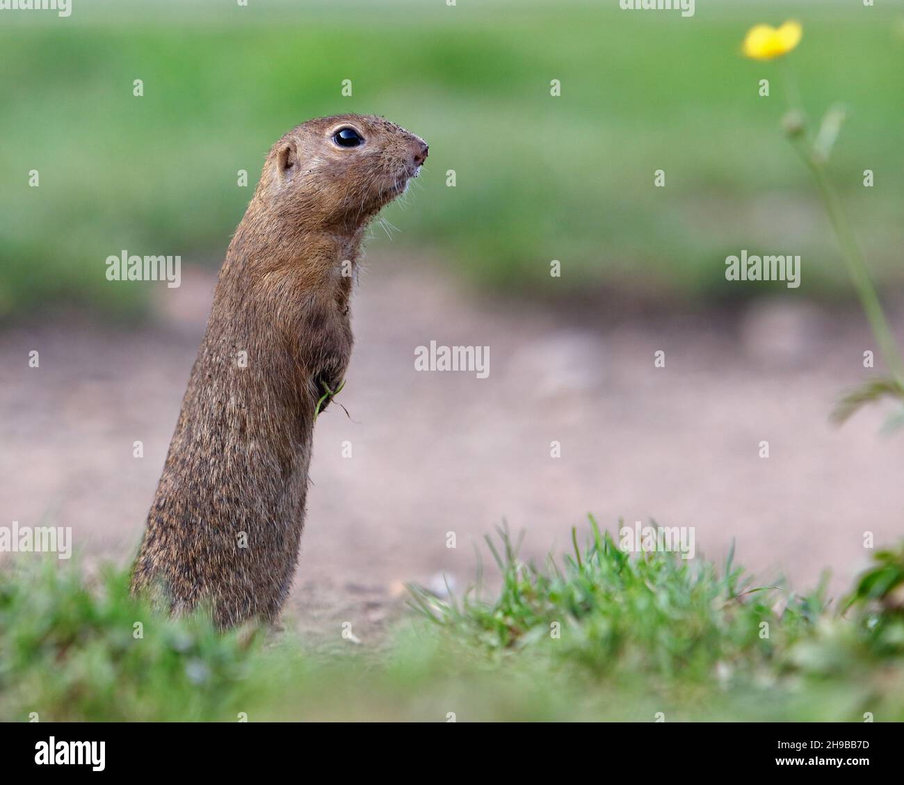 Terreno scoiattolo Spermophilus citellus europeo, curioso in erba Foto Stock