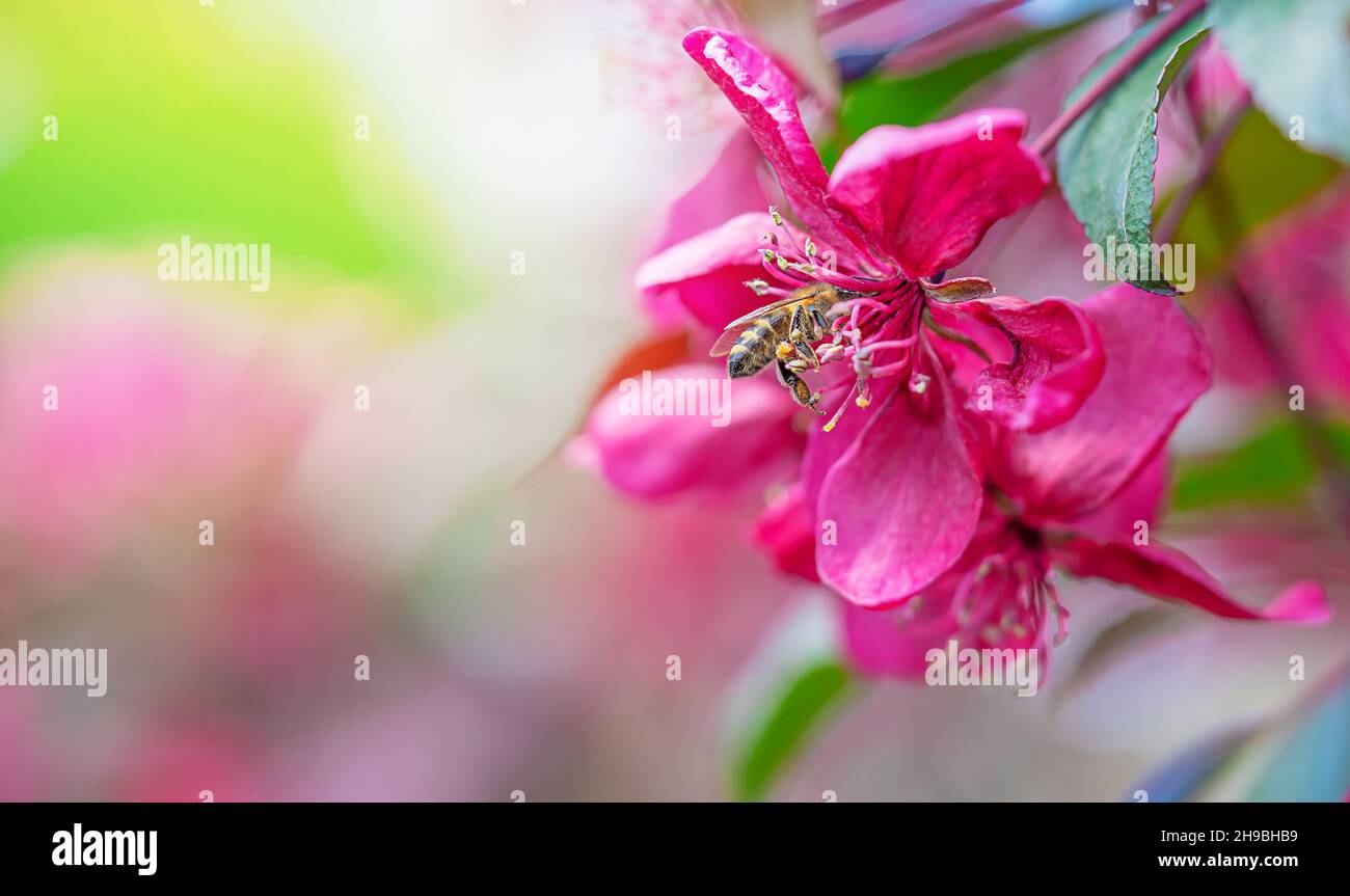 Sfondo primaverile con fiore rosa di mela. Spazio di copia Foto Stock