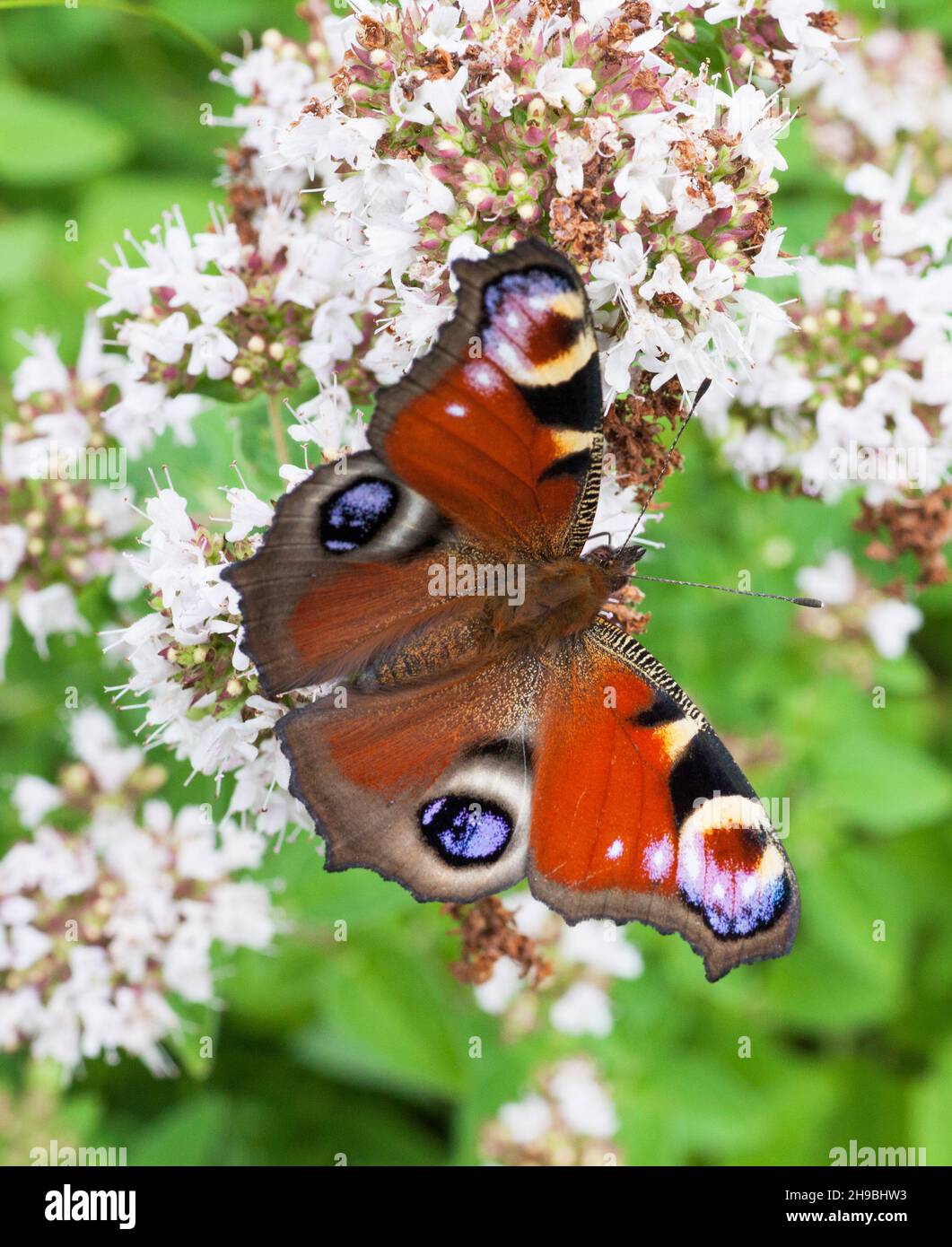 PEACOCK farfalla ona fiore Aglais Io Foto Stock