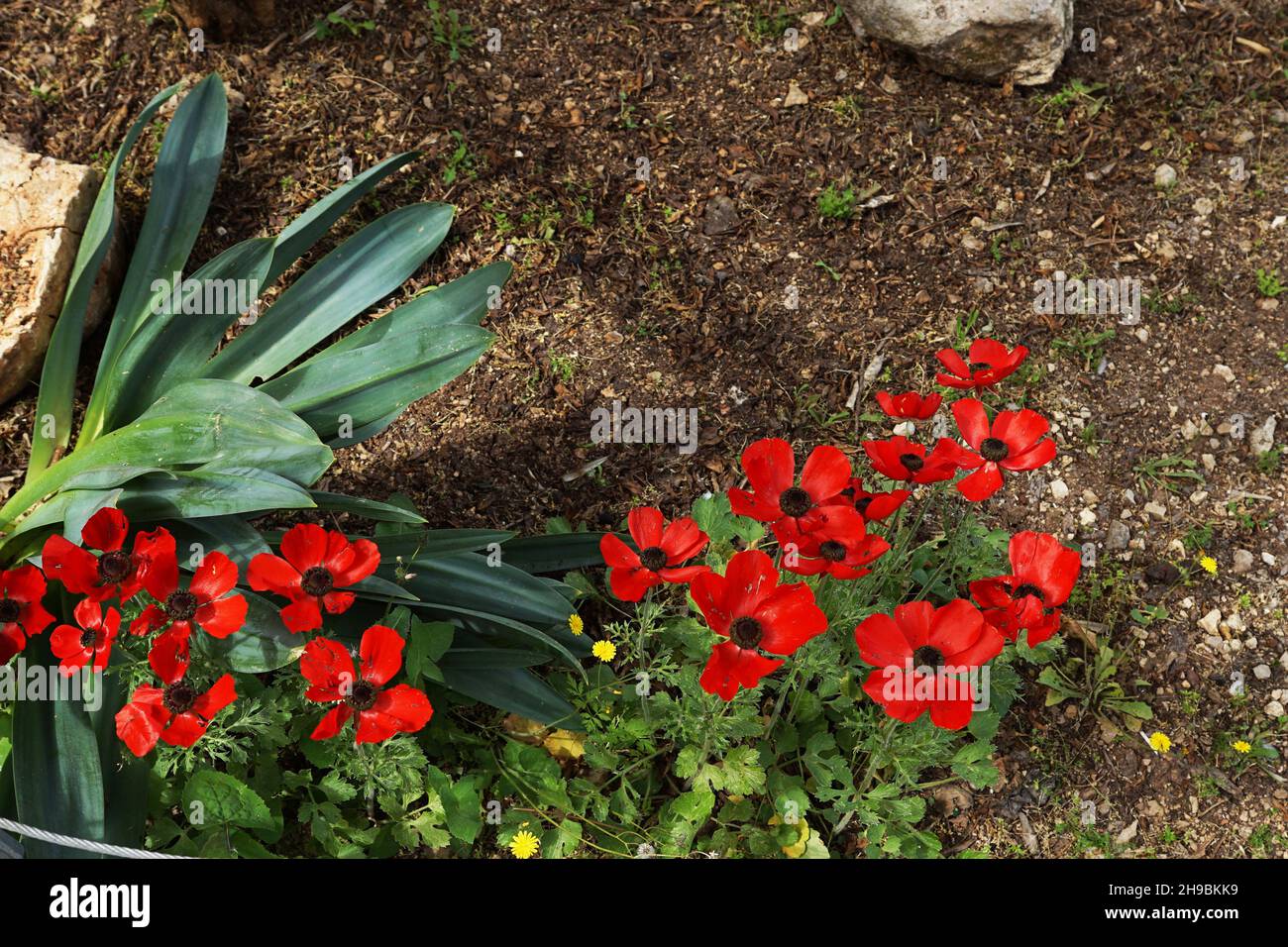 Il ranunculus asiaticus, il ranunculus, è una specie di ranunculus (ranunculus) originaria della regione orientale del Mediterraneo, nell'Asia sud-occidentale Foto Stock