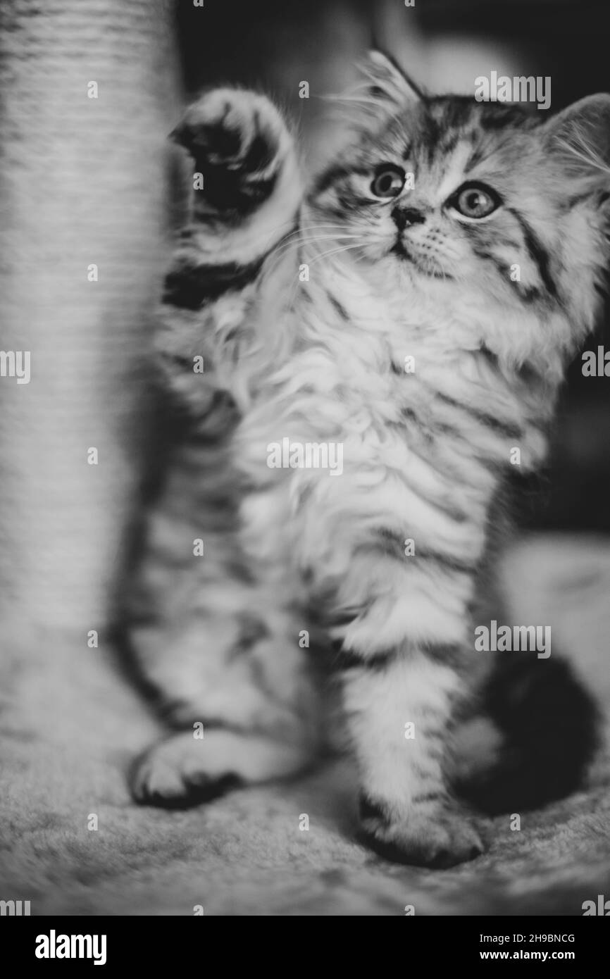 Carino gattino persiano con bocca aperta sul divano a casa Foto Stock