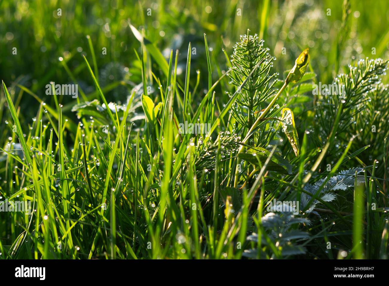 gocce di rugiada sull'erba in giardino. ambiente verde closeup. piante umide all'aperto. mattina fresco sfondo natura Foto Stock