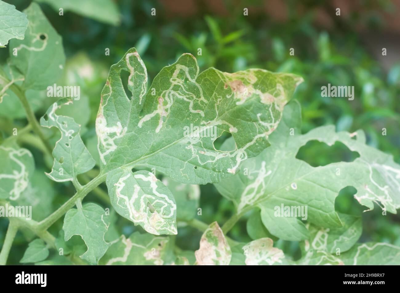 Danno larvale del fogliame vegetale (Liriomyza sativae) ad una foglia di pomodoro (Solanum lycopersicum). Le piste pallidi nella foglia sono le gallerie realizzate dalla Foto Stock
