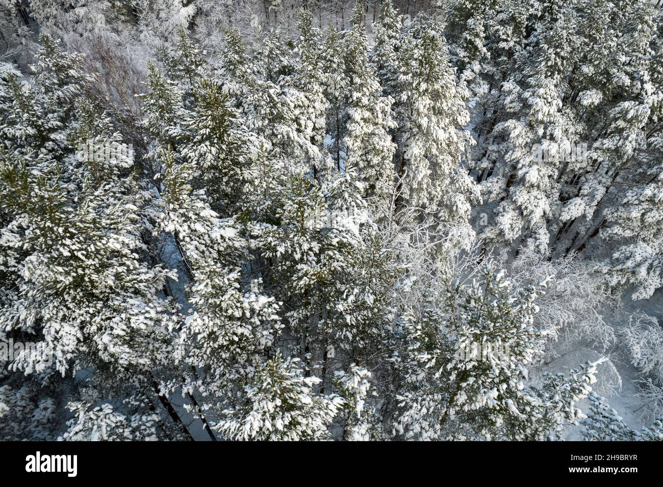 Vista aerea delle gelide pinete invernali bianche e degli alberi di betulla ricoperti di gelo e neve. Foto drone di alberi alti in montagna in inverno. Sfondo tema di Natale. Paesaggio idilliaco Foto Stock