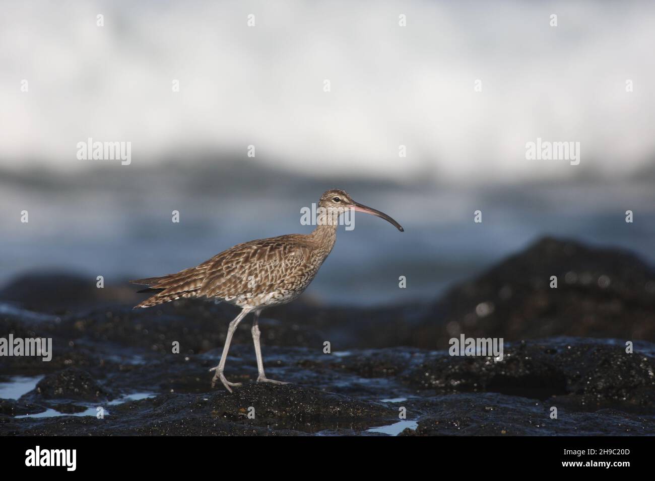 Whimbrel in habitat classico dove caccia tra le rocce per crostacei. Questo uccello si trova sul territorio invernale, prima della migrazione ai suoi terreni di allevamento Foto Stock