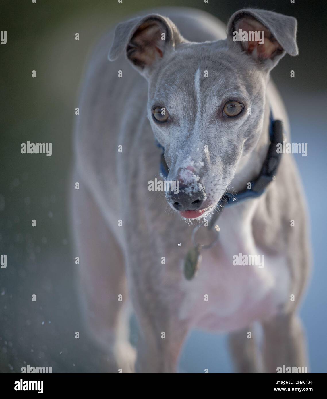 Cane da frusta che si esercita e gioca nella neve. Foto Stock
