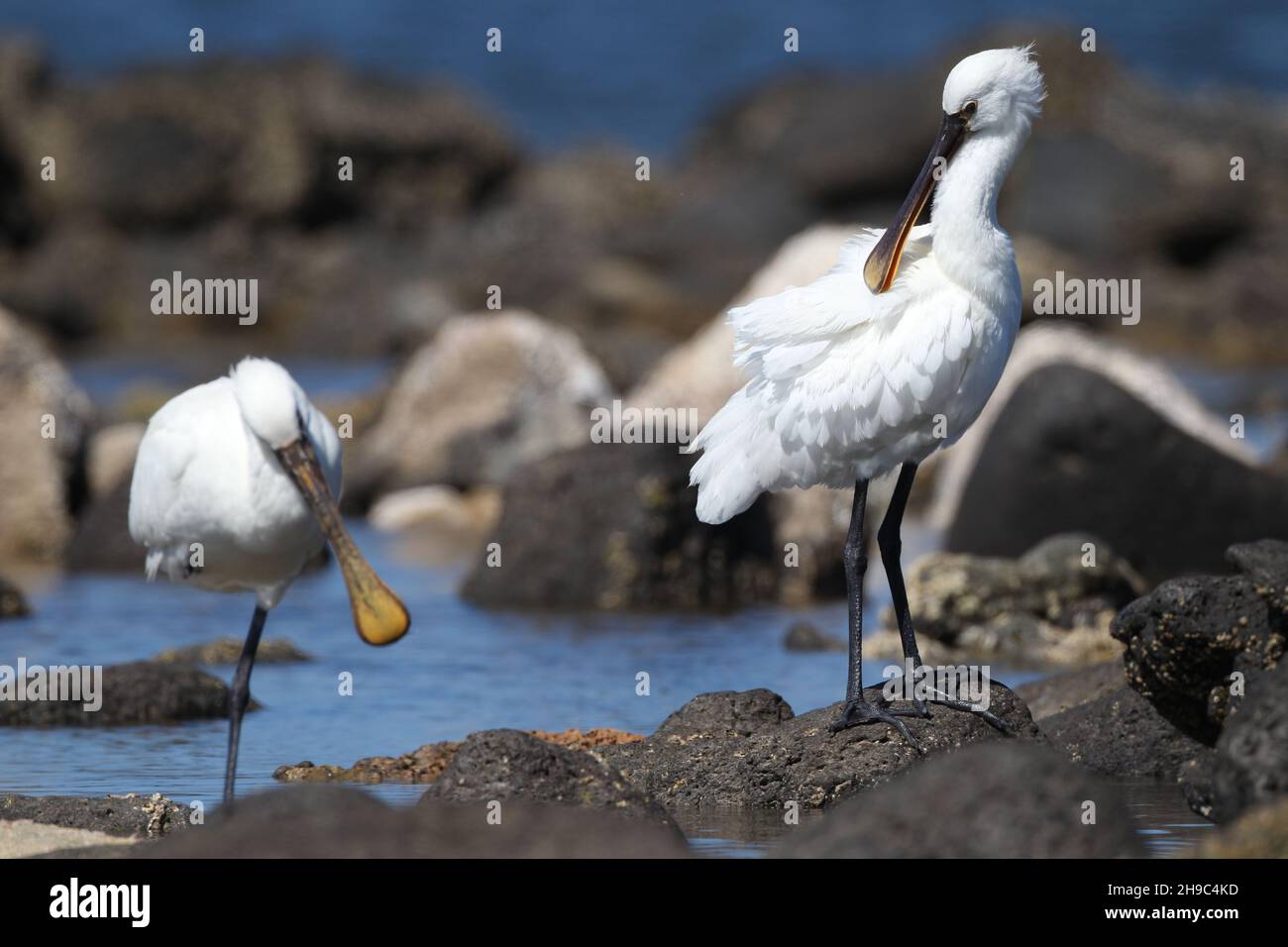 Ci sono un certo numero di spoonbill su Lanzarote dove Inverno e migrano attraverso altre stagioni. Un grosso uccello acquatico bianco con becco a forma di cucchiaio. Foto Stock