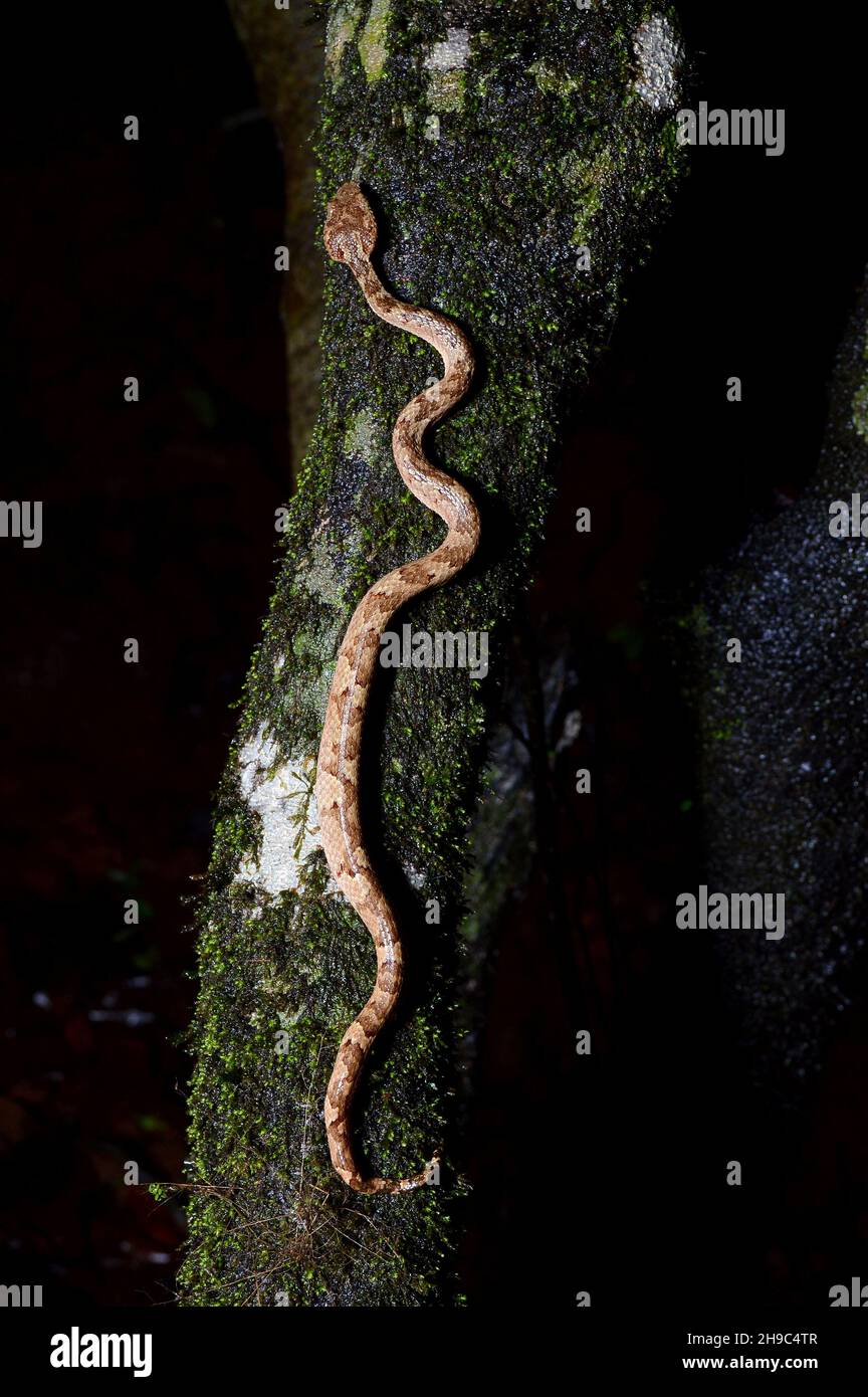 Morfo bruno del viper del pozzo di Malabar, Craspedocephalus malabaricus, Amboli Maharashtra, India Foto Stock