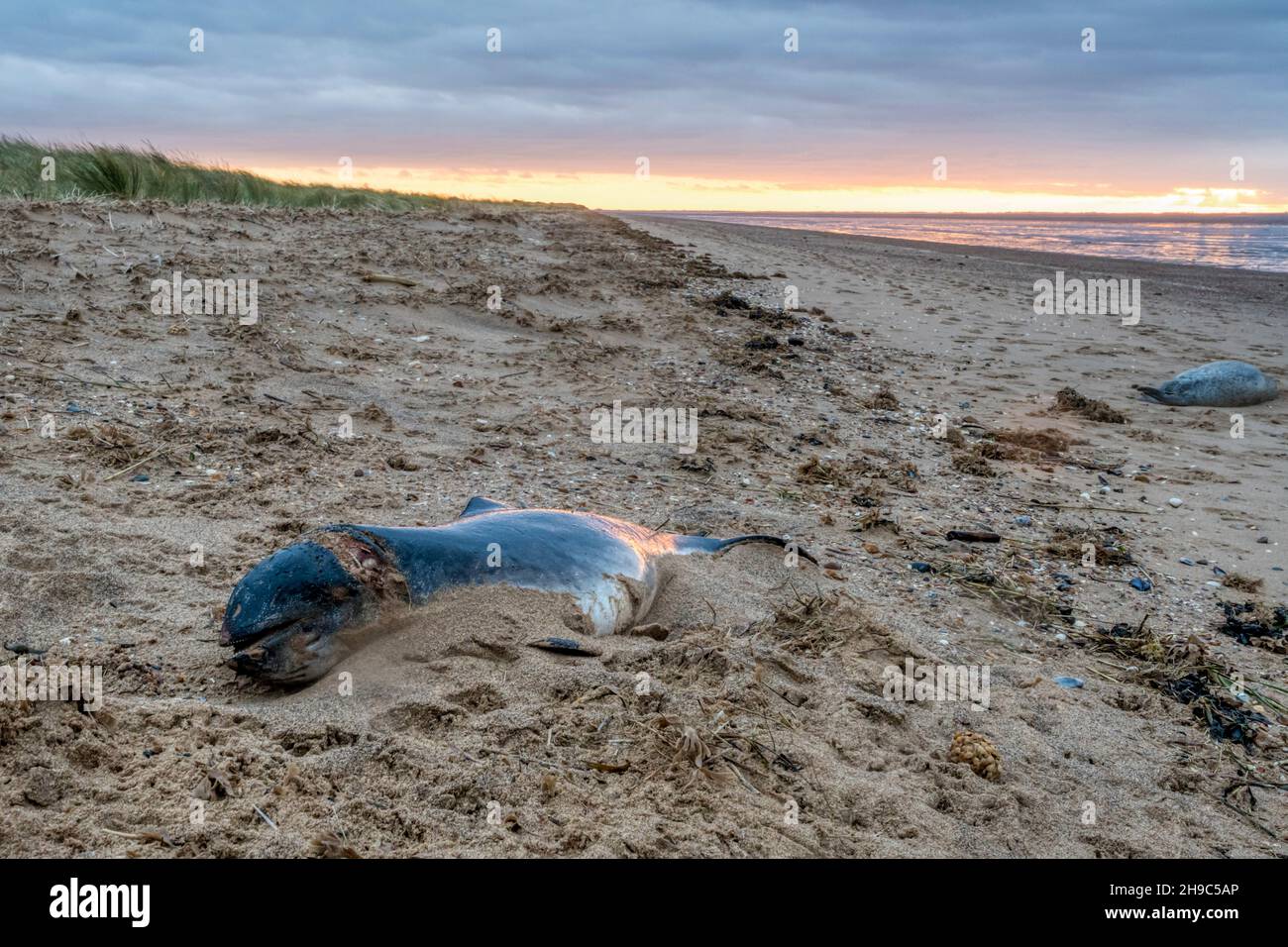 Porto morto porpoise, Phocoena phocoena, & foca comune, Phoca vitulina, lavato su riva orientale del lavaggio in Norfolk dopo Storm Arwen. Foto Stock