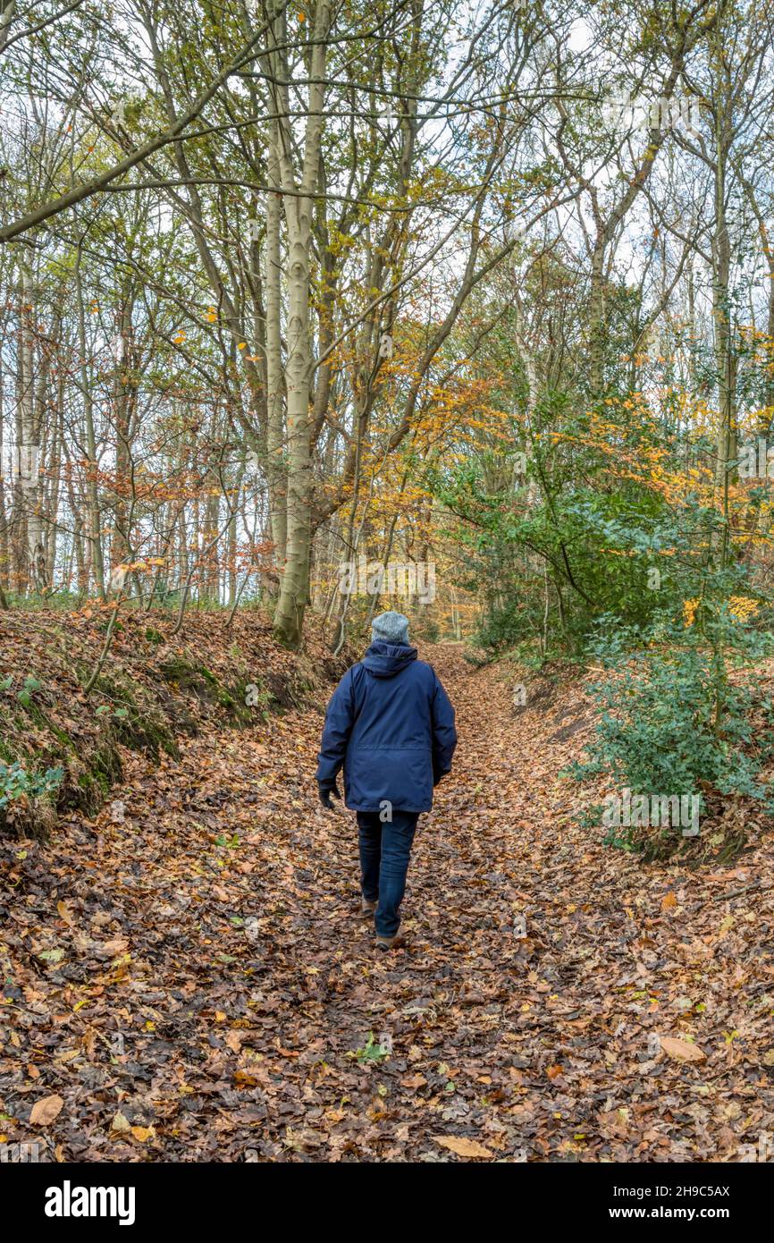 Donna che cammina parte del circolare Snettisham cammina attraverso Ken Hill Woods a Norfolk in autunno o in inverno. Foto Stock